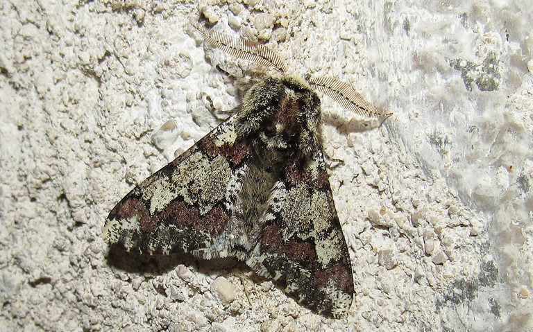 Papillons - Le biston marbré - Biston strataria - Mâle