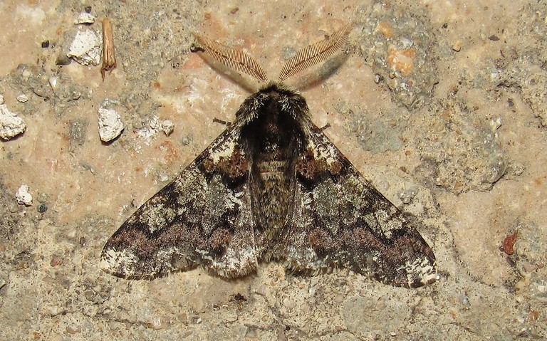 Papillons - Le biston marbré - Biston strataria - Mâle