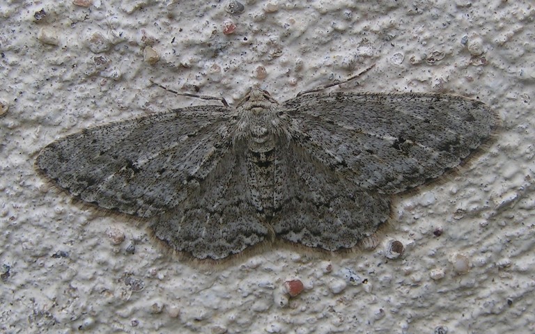 18 février 2024 Papillons - La boarmie crépusculaire - Ectropis crepuscularia