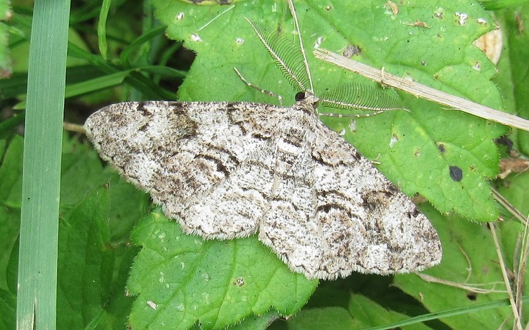 Papillons - Boarmie des résineux - Peribatodes secundaria