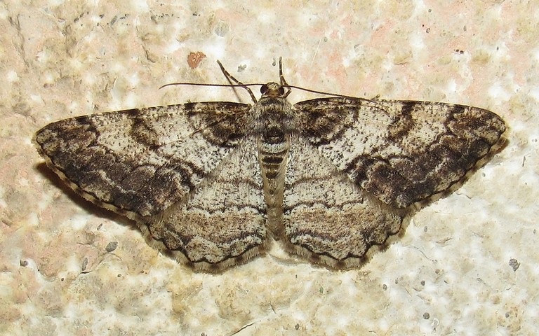 Papillons - Boarmie des résineux - Peribatodes secundaria