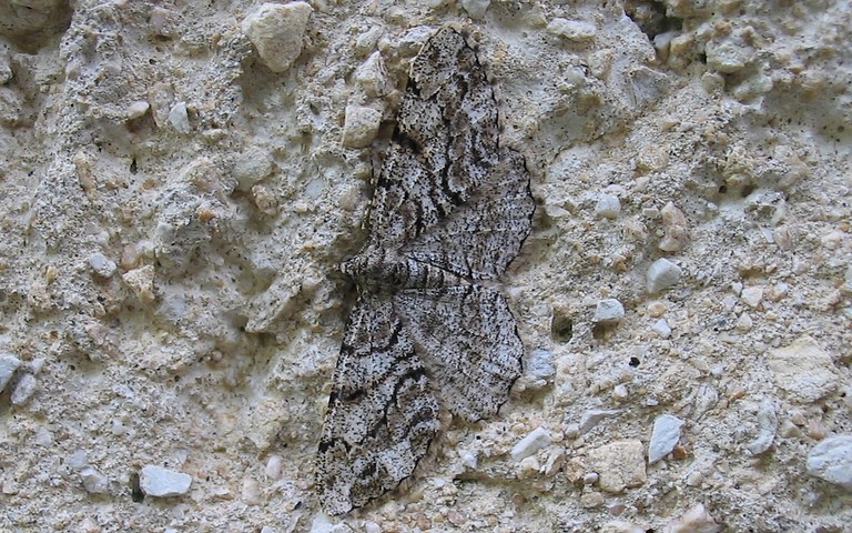 Papillons - Boarmie des résineux - Peribatodes secundaria