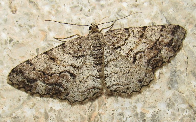 Papillons - Boarmie des résineux - Peribatodes secundaria