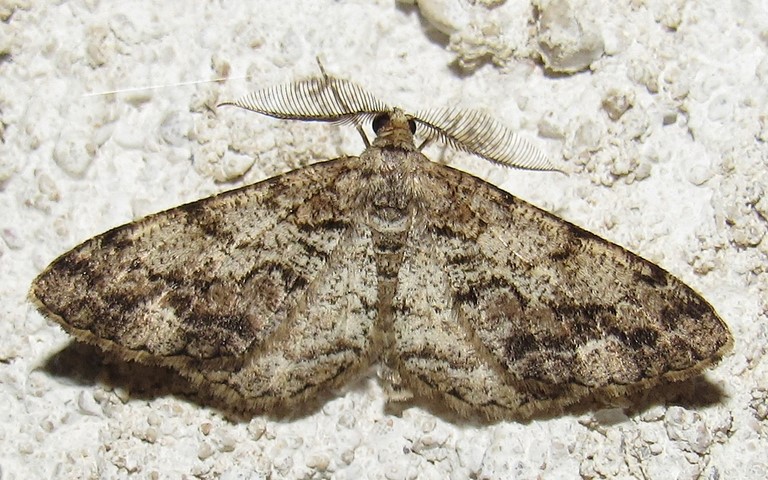 Papillons - Boarmie des résineux - Peribatodes secundaria