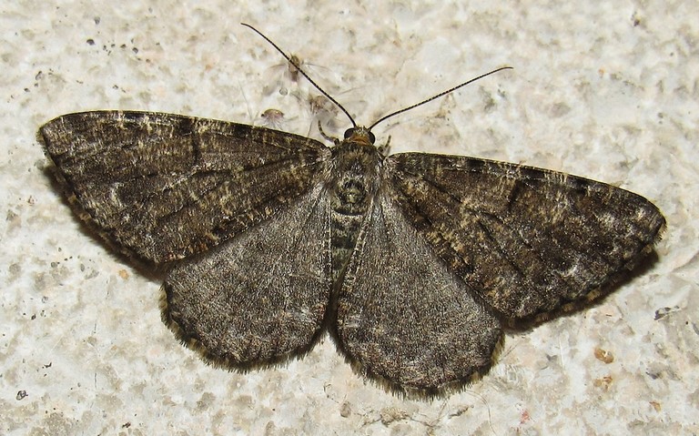 14 juillet 2022 Papillons - La boarmie du sapin - Deileptenia ribeata