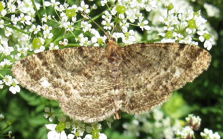 Papillons - La boarmie frottée - Parectropis similaria