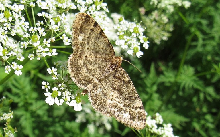 Papillons - La boarmie frottée - Parectropis similaria