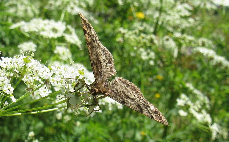 Papillons - La boarmie frottée - Parectropis similaria