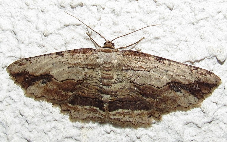 Papillons - Boarmie pétrifiée - Menophra abruptaria - Femelle