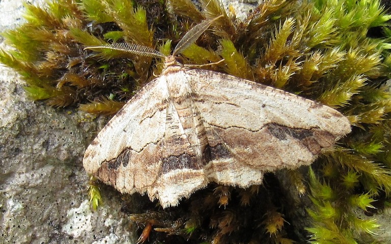 Papillons - Boarmie pétrifiée - Menophra abruptaria - Mâle