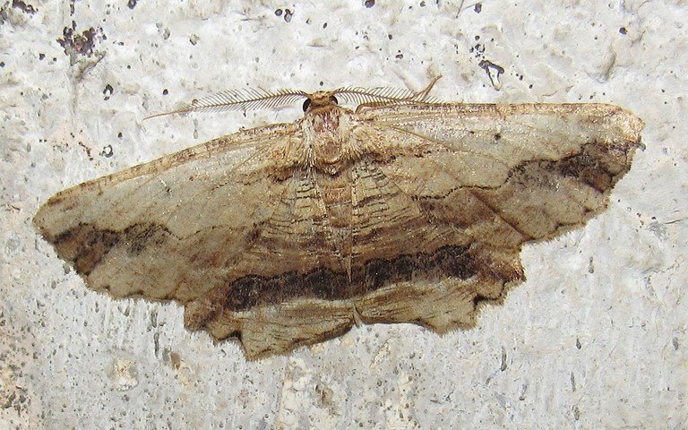 Papillons - Boarmie pétrifiée - Menophra abruptaria - Mâle