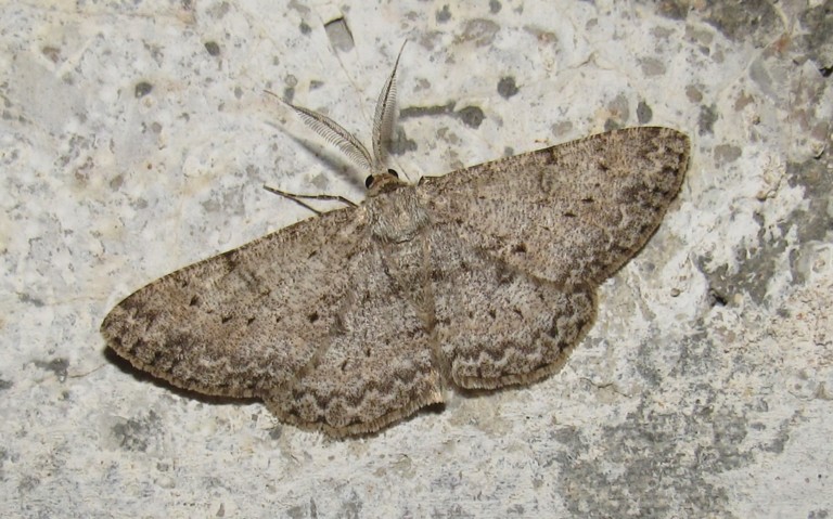 Papillons - Boarmie pointillée - Hypomecis punctinalis - mâle