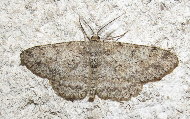 Papillons - Boarmie pointillée - Hypomecis punctinalis - mâle