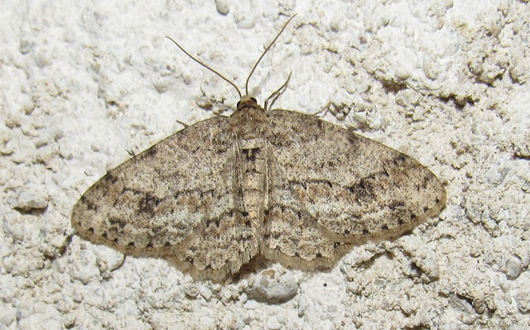 12 avril 2025 Papillons - Boarmie ponctuée - Aethalura punctula