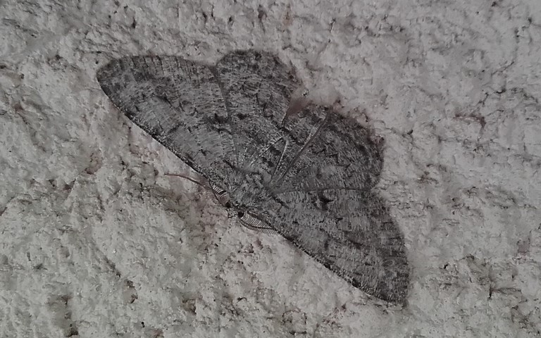 Papillons - Boarmie rhomboidale - Peribatodes rhomboidaria - Male