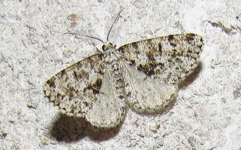 Papillons - La boarmie veuve - Fagivorina arenaria