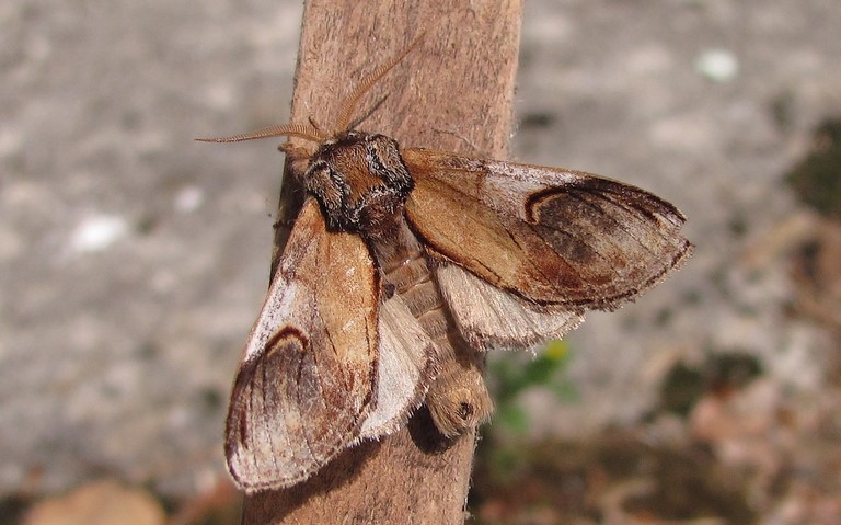 Papillons - Le bois veiné - Notodonta ziczac - Mâle