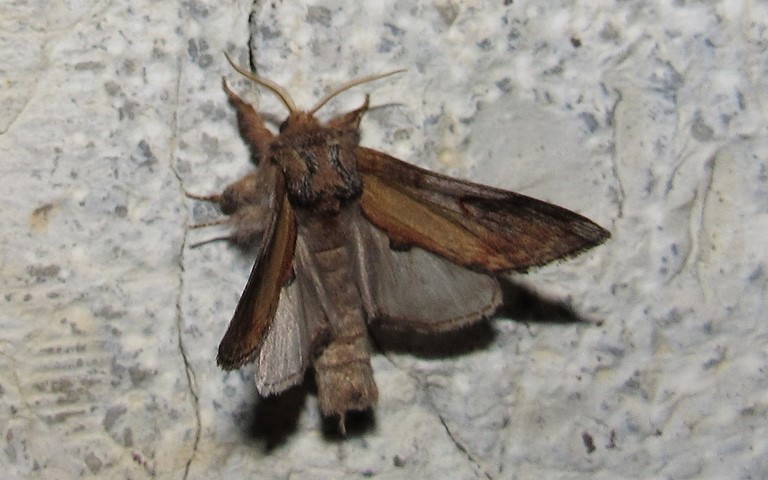 Papillons - Le bois veiné - Notodonta ziczac - Mâle