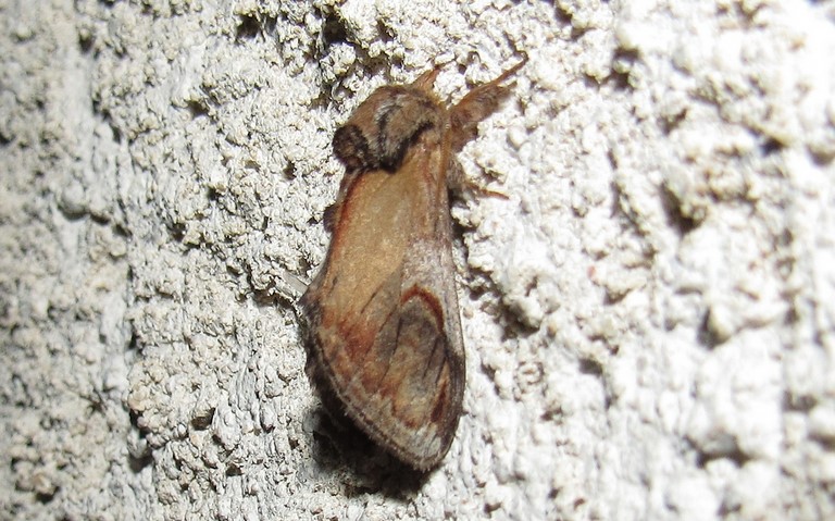 Papillons - Le bois veiné - Notodonta ziczac - Male