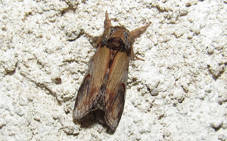 Papillons - Le bois veiné - Notodonta ziczac - Mâle