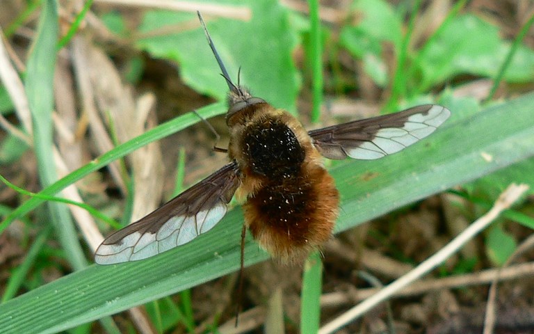 Diptères - mouche - bombyle bichon