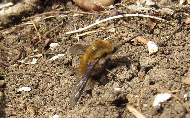 Diptères - mouche - bombyle bichon