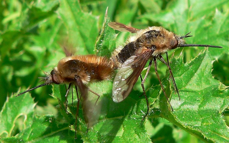 Diptères - mouche - bombyle bichon