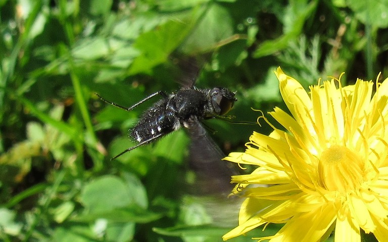 Diptères - mouche - Bombylides - Anthrax sp.
