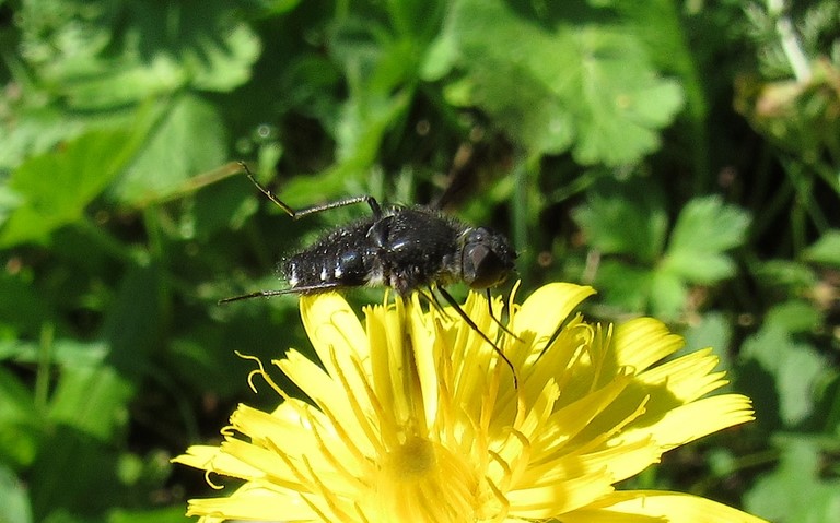 Diptères - mouche - Bombylides - Anthrax sp.