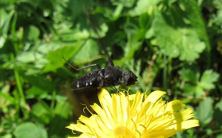Diptères - mouche - Bombylides - Anthrax sp.
