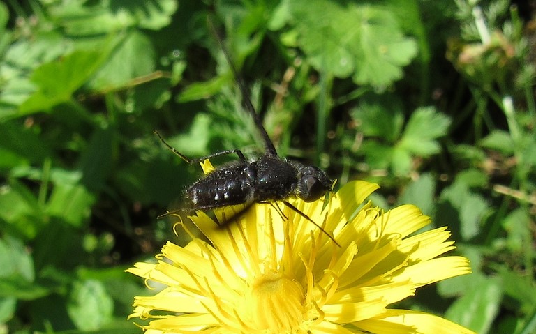 Diptères - mouche - Bombylides - Anthrax sp.
