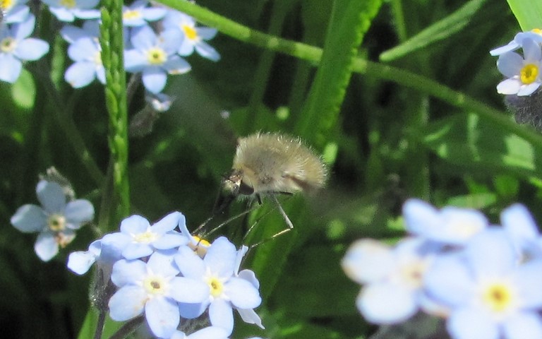 Diptères - mouche - Bombyle bosselé - Geron gibbosus