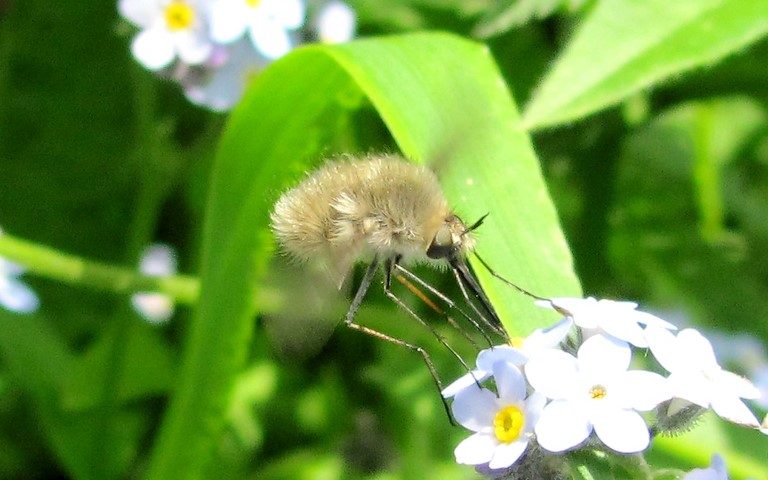 Diptères - mouche - Bombyle bosselé - Geron gibbosus