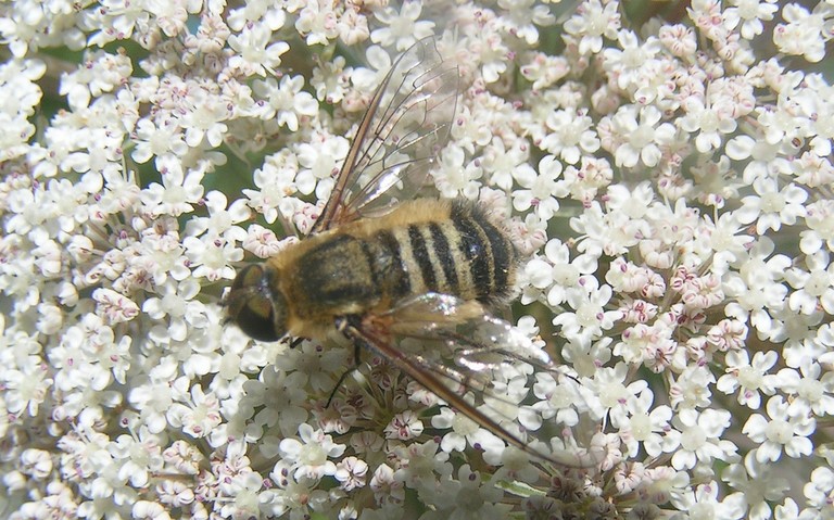 Diptères - mouche - Bombyle - Villa sp.