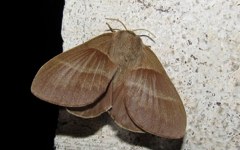 19 juin 2021 Papillon - Bombyx de la ronce - Macrothylacia rubi - Femelle