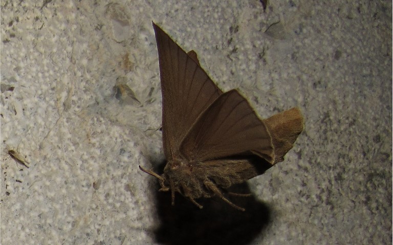 20 juin 2024 Papillon - Le bombyx de la ronce - Macrothylacia rubi - Femelle