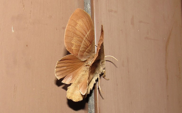 20 juin 2024 Papillon - Bombyx de la ronce - Macrothylacia rubi - Femelle