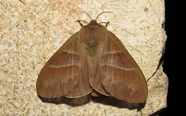 20 juin 2024 Papillon - Le bombyx de la ronce - Macrothylacia rubi - Femelle