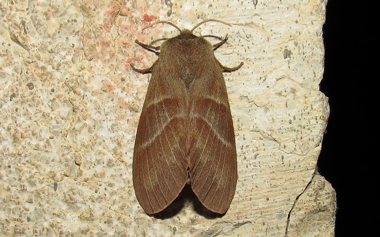 20 juin 2024 Papillon - Bombyx de la ronce - Macrothylacia rubi - Femelle