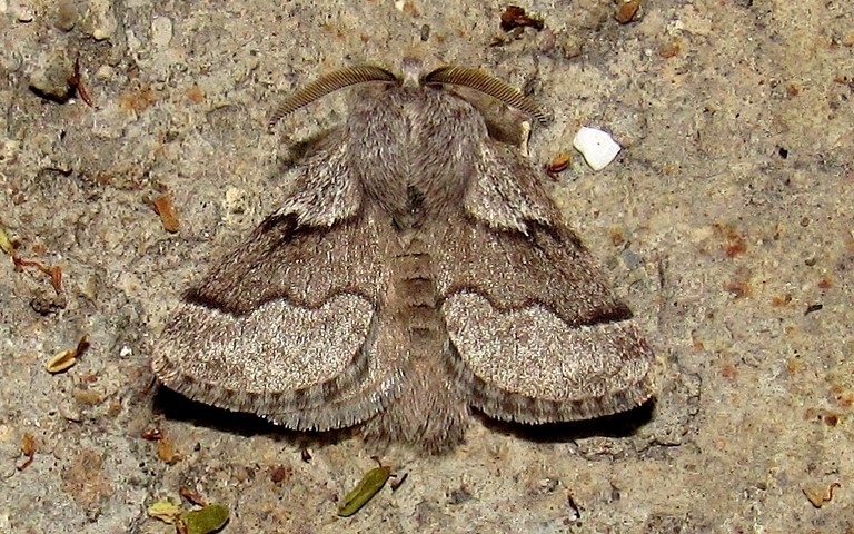 Papillons - Le bombyx de l'aubépine - Trichiura crataegi - Mâle