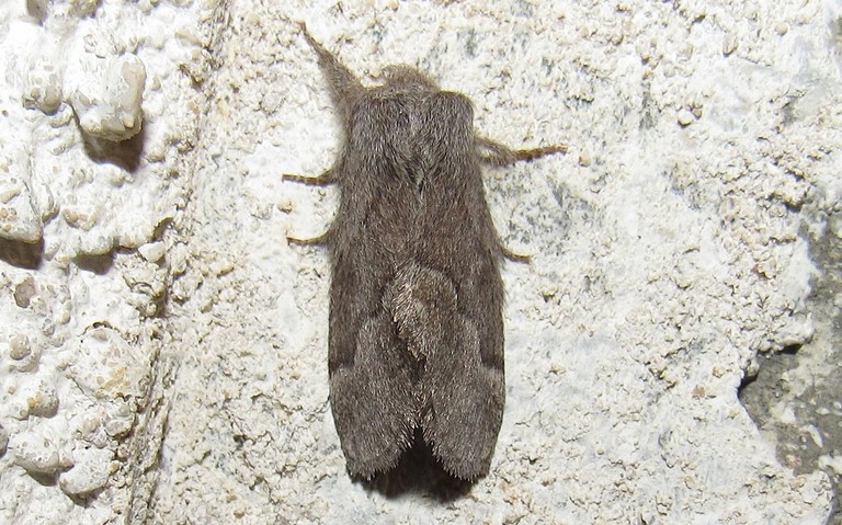 Papillons - Le bombyx de l'aubépine - Trichiura crataegi - femelle