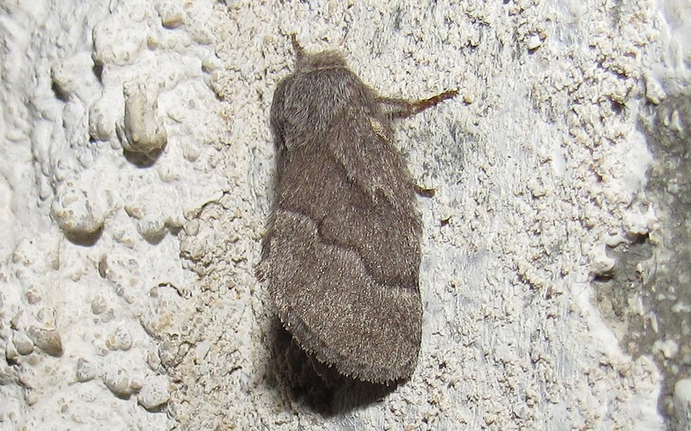 Papillons - Le bombyx de l'aubépine - Trichiura crataegi - femelle