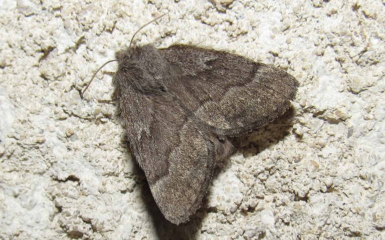 Papillons - Le bombyx de l'aubépine - Trichiura crataegi - femelle