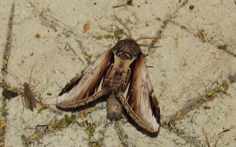 Papillons - Le bombyx dictéoide - Pheosia gnoma - Mâle