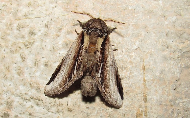Papillons - Le bombyx dictéoide - Pheosia gnoma - Mâle