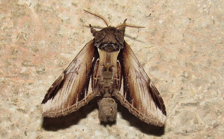 Papillons - Le bombyx dictéoide - Pheosia gnoma - Mâle