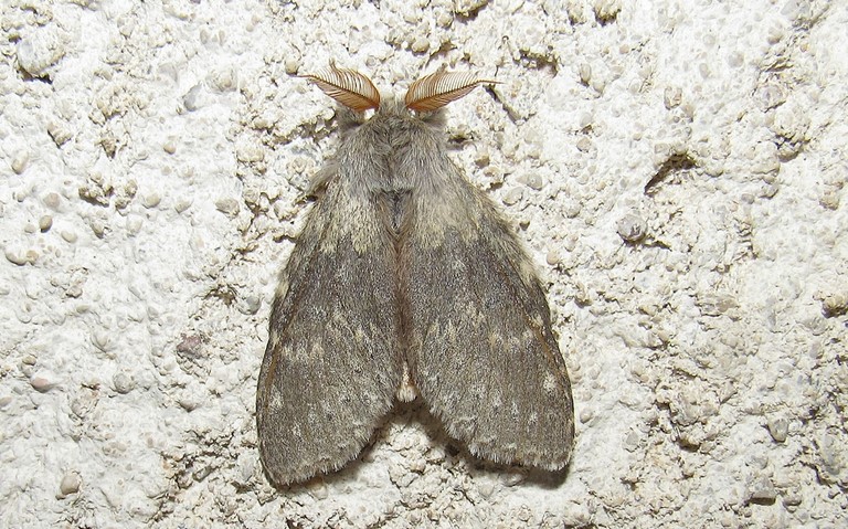 Papillons - Le bombyx du hêtre ou L'écureuil - Stauropus fagi - Mâle