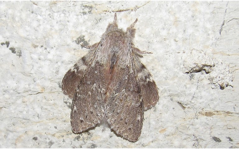 Papillons - Le bombyx du hetre ou L'ecureuil - Stauropus fagi - Male