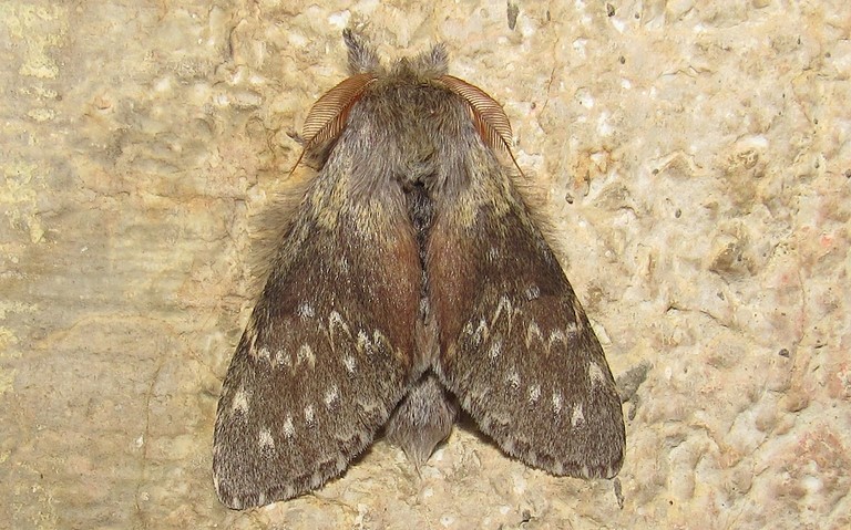 Papillons - Le bombyx du hêtre ou L'écureuil - Stauropus fagi - Mâle