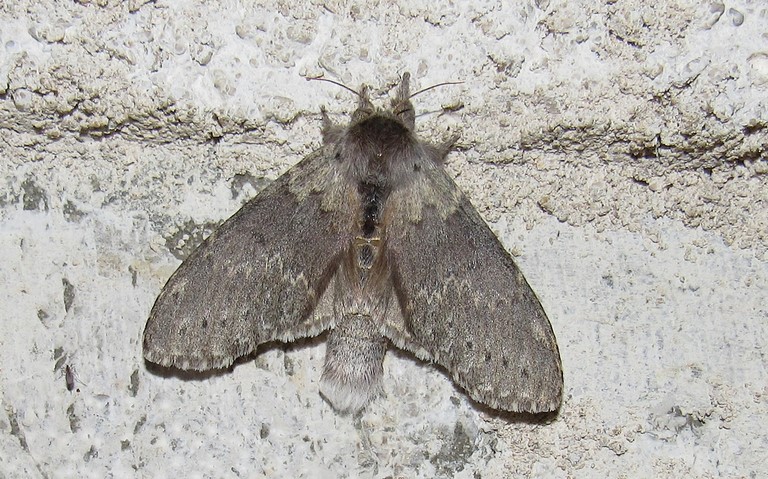 Papillons - Le bombyx du hêtre ou L'écureuil - Stauropus fagi - Femelle